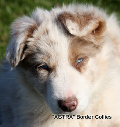 Lilac Triclour Merle Male border collie puppy